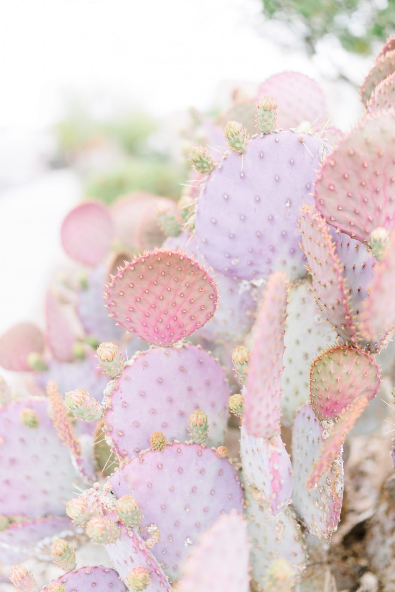 high bmi pregnancy during a pandemic