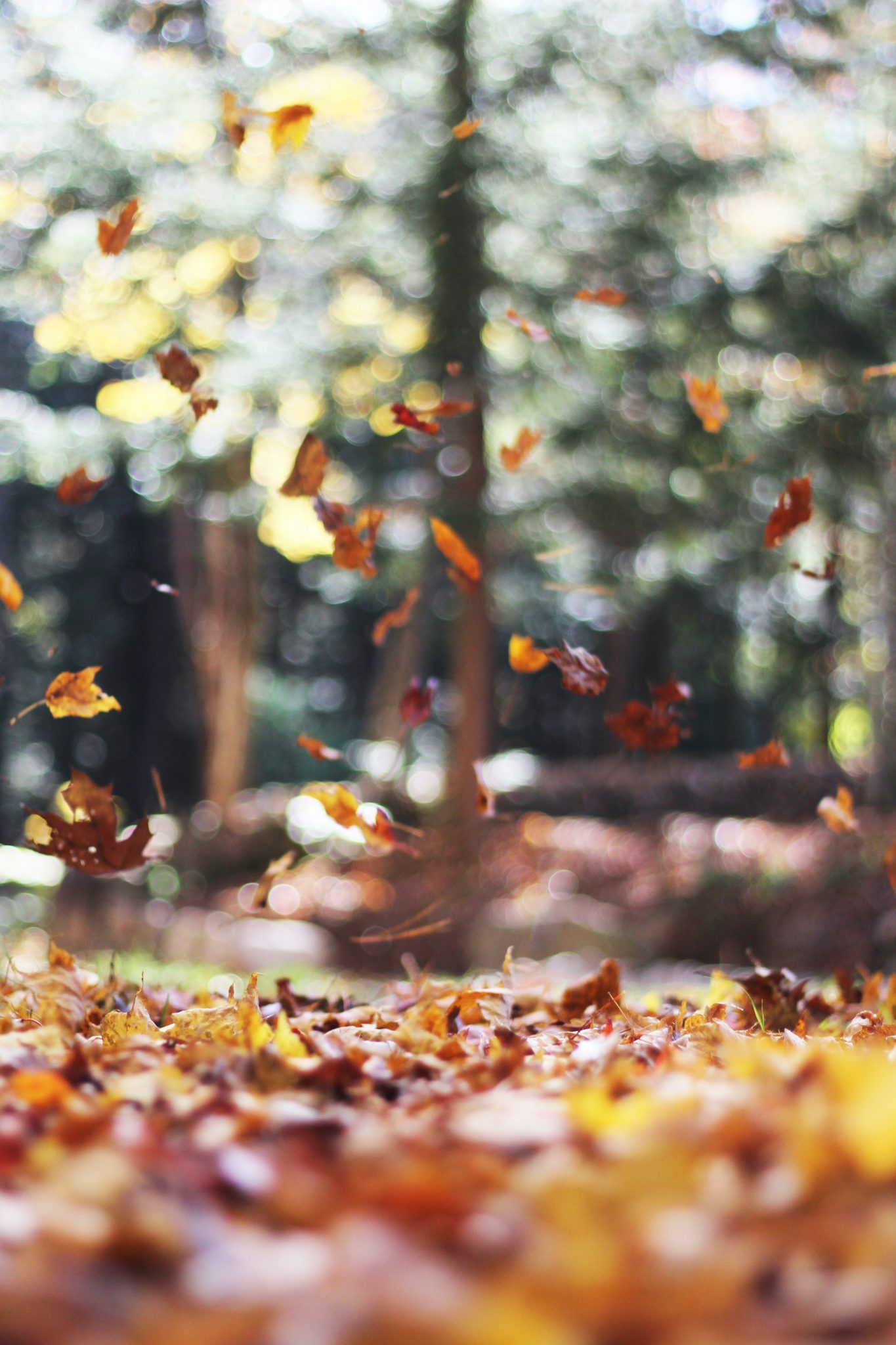 A Family Autumn Bucket List to Celebrate Fall