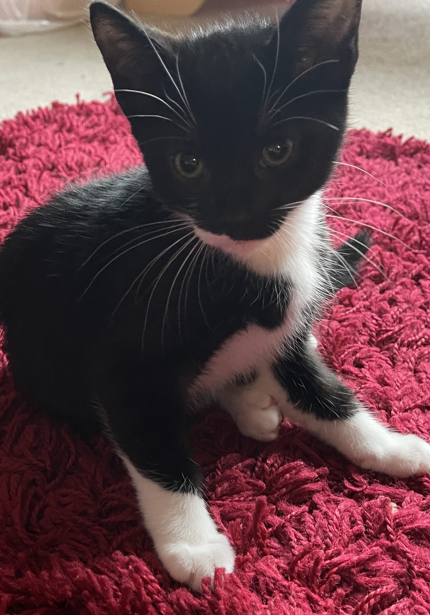 Introducing our kitten Lilith